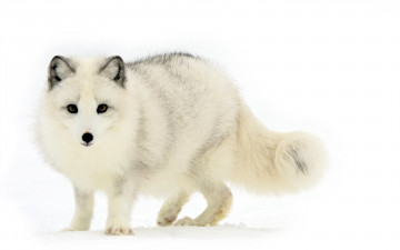 Картинка животные песцы песец снег