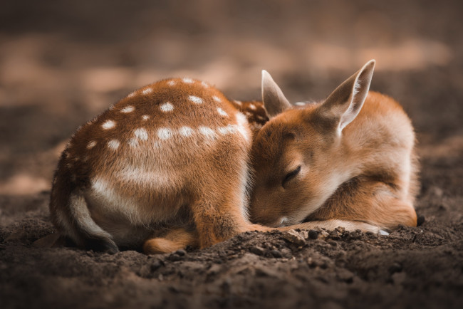 Обои картинки фото животные, олени, природа, фон, оленёнок