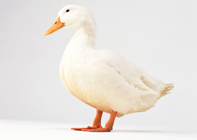 Обои картинки фото животные, утки, утка, белая