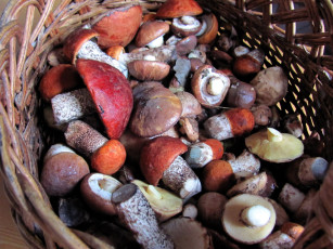 Картинка еда грибы +грибные+блюда свежие лесные маслята подосиновики