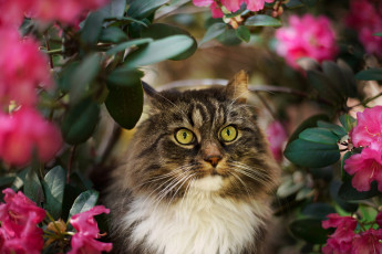 Картинка животные коты кот кошка