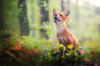 Картинка животные лисы лис