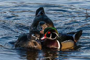 Картинка животные утки