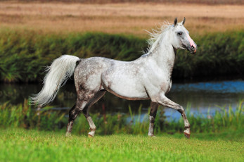 Картинка животные лошади лошадь