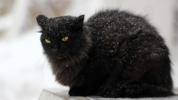 Картинка животные коты кот черный снег зима