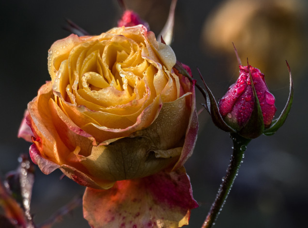 Обои картинки фото цветы, розы