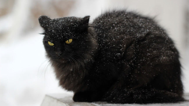 Обои картинки фото животные, коты, кот, черный, снег, зима