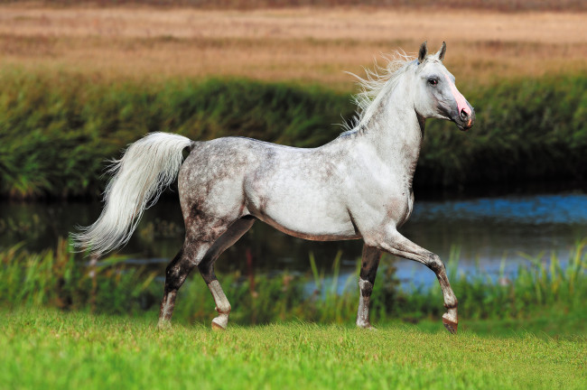 Обои картинки фото животные, лошади, лошадь