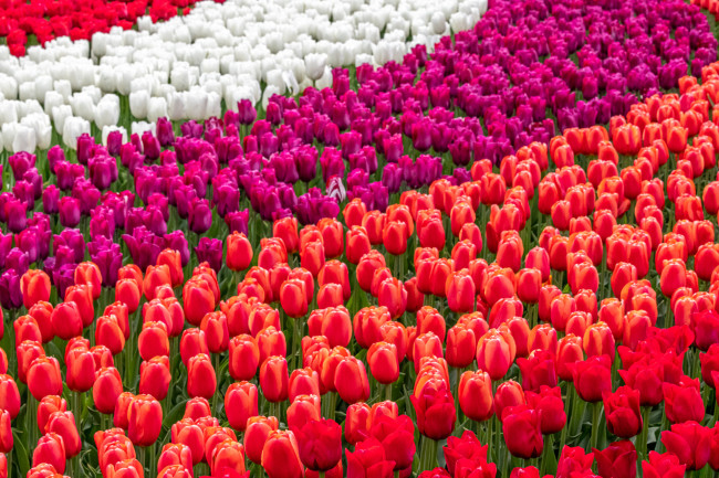 Обои картинки фото цветы, тюльпаны