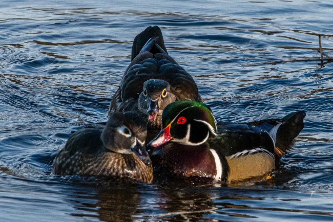 Обои картинки фото животные, утки